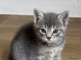 Mixed Breed cats (ALL RESERVED) Kittens Looking for Loving Homes 🐾 - Advert 9