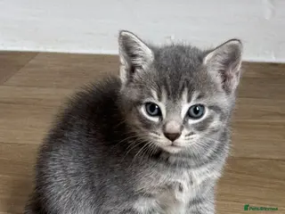 Mixed Breed cats (ALL RESERVED) Kittens Looking for Loving Homes 🐾 - Advert 10