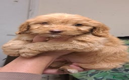 Cockapoo dogs for sale: Cockerpoo cross poodle puppys  - Image 5