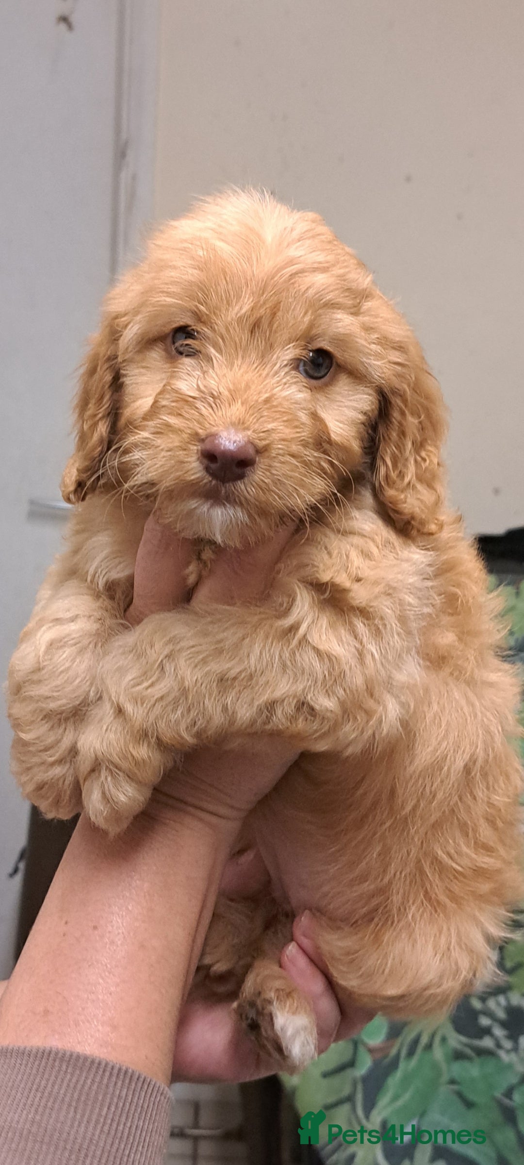 Cockapoo dogs for sale: Cockerpoo cross poodle puppys  - Image 5