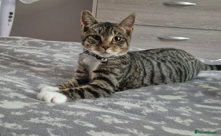 Mixed Breed cats - Advert 14
