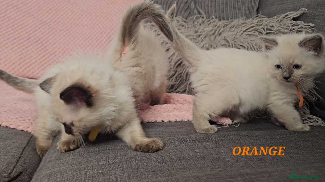 Ragdoll cats for sale: Ragdoll girl chocolate point & blue point - Advert 11