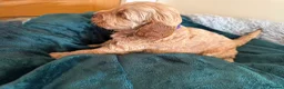 Cockapoo dogs for sale: Toy cockapoo puppies (golden) (tri) super cute - Advert 15