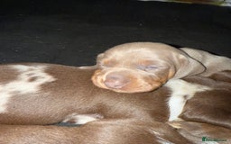 Miniature Dachshund dogs for sale: Beautiful kc mini dachshunds  - Image 17