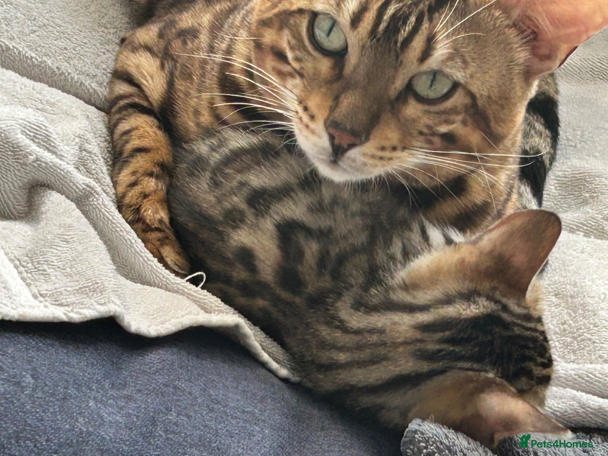 Bengal cats Pure breed Bengal kittens - Advert 2