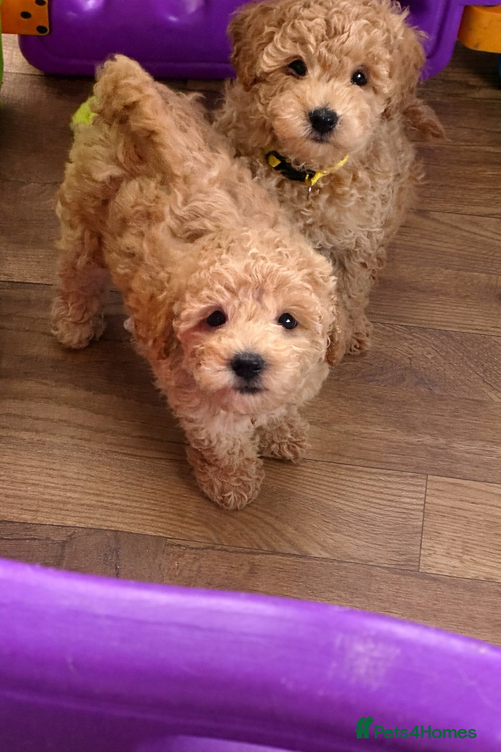 Cavapoo dogs Last Adorable Cavapoo puppy  - Advert 2