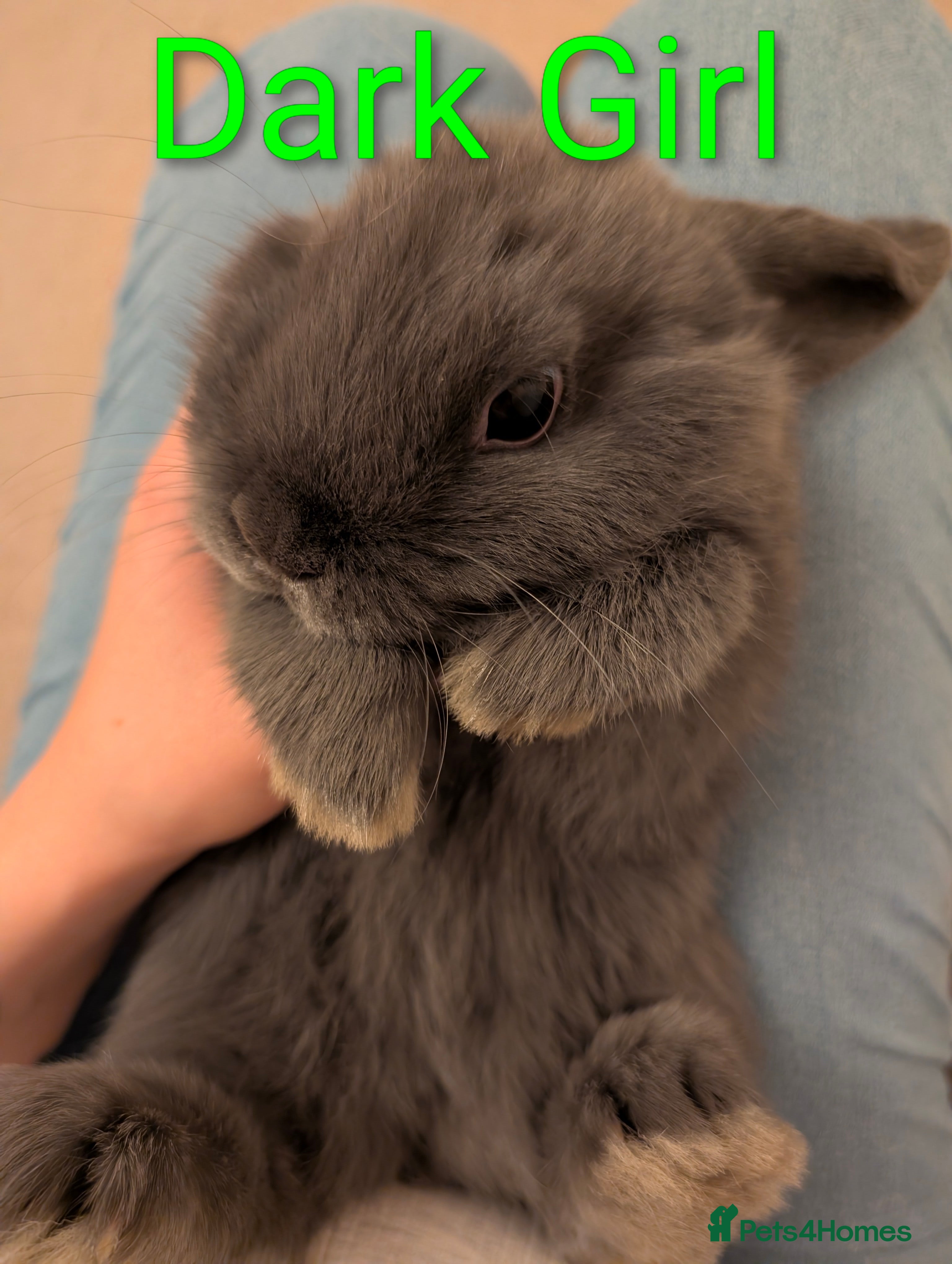 Mini Lop rabbits Mini loop - Advert 8