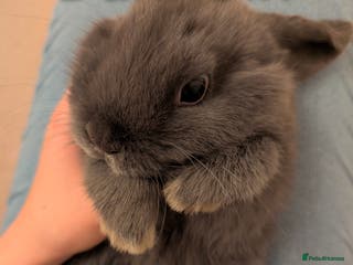 Mini Lop rabbits Mini loop - Advert 9