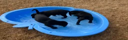 Labrador Retriever dogs for sale: Kennel Club Black Labrador Puppies - Advert 4