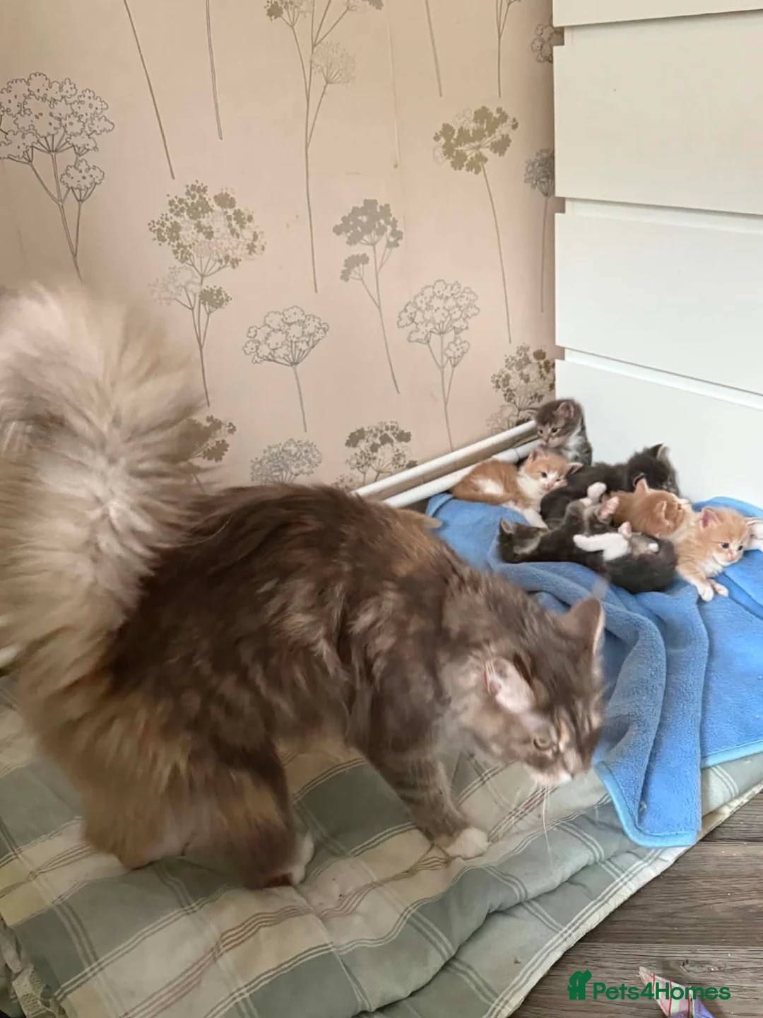 Maine Coon cats for sale: Gorgeous TICA Maine Coons in Sheringham - Advert 5