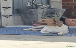 Mixed Breed dogs for sale: Minautre daschund/french bulldog  - Image 1