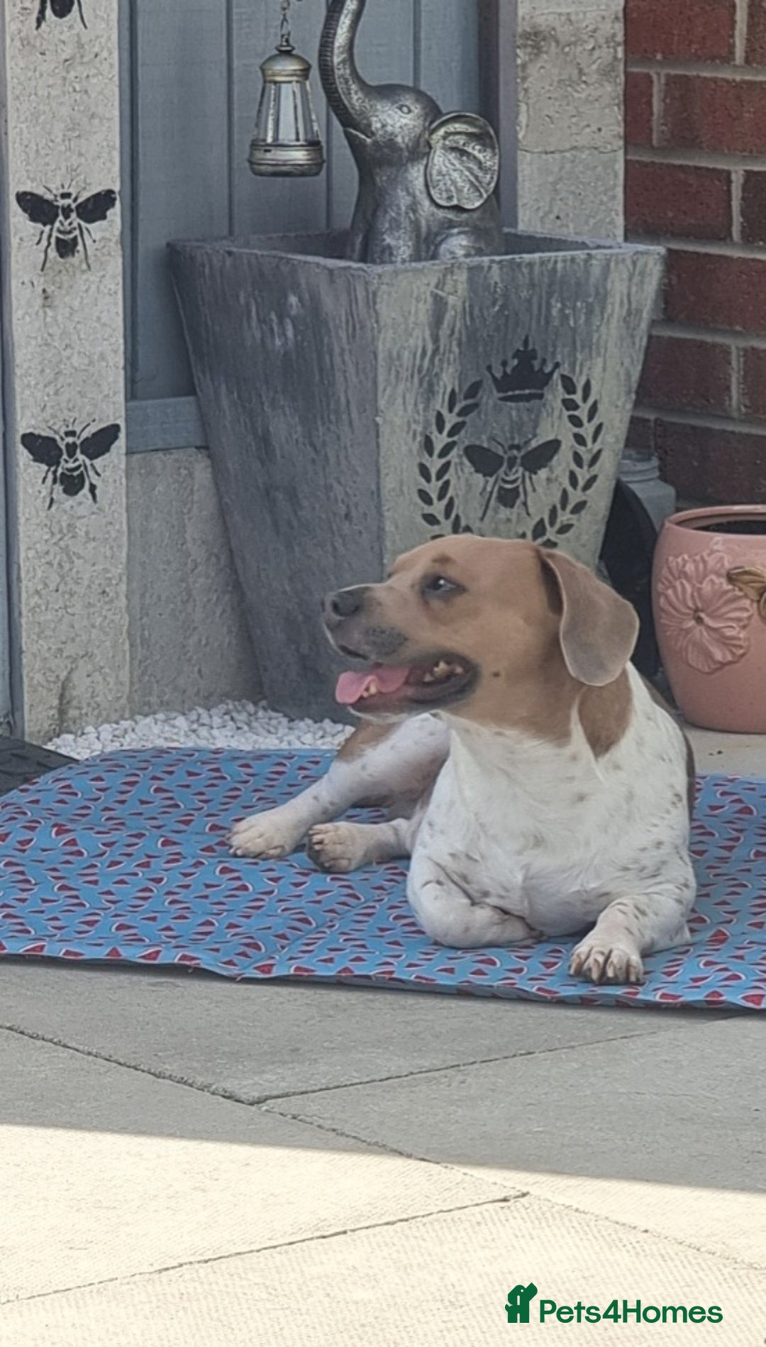 Mixed Breed dogs for sale: Minautre daschund/french bulldog  - Image 1