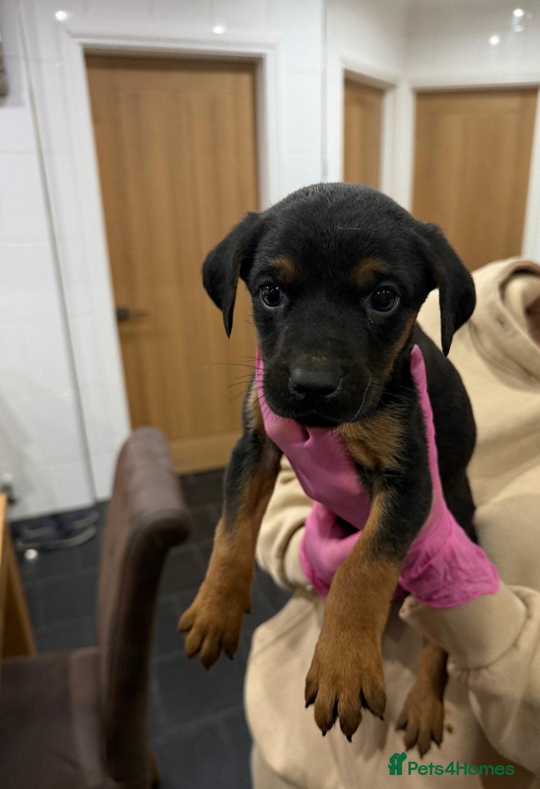 Mixed Breed dogs for sale: Doberman X puppies for sale  - Advert 7