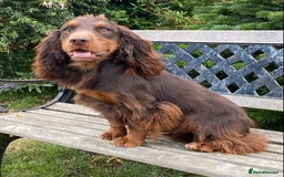 Cocker Spaniel dogs for stud: Chocolate and tan - Image 2