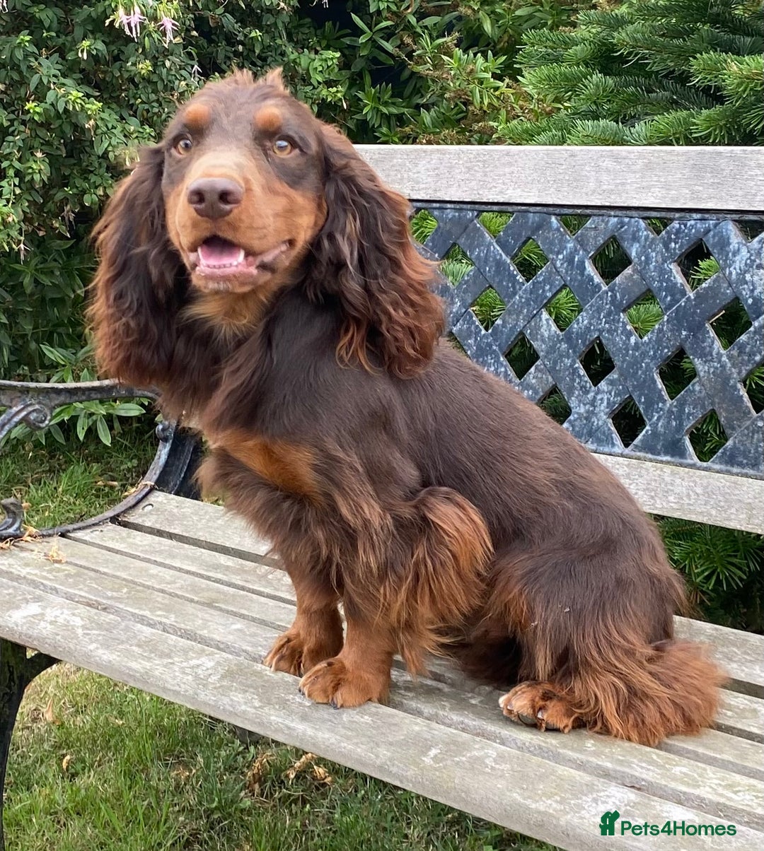 Cocker Spaniel dogs for stud: Chocolate and tan - Image 2
