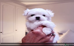 Maltese dogs for sale: Exceptional TINY Maltese pups  - Image 3