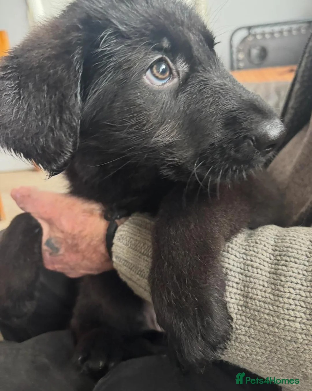 Mixed Breed dogs for sale: Intelligent & Loyal Shepadoodle Puppies - Advert 5