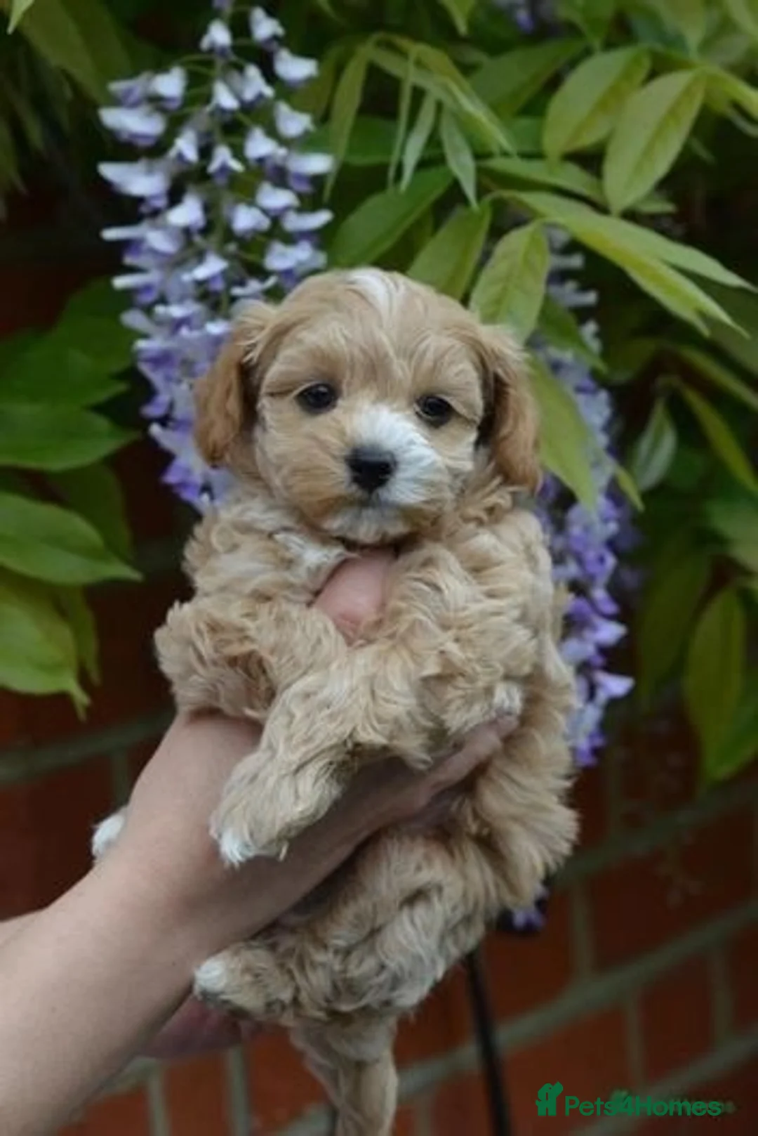 Toy Poodle dogs for stud: 🌹 RED TOY POODLE 9 INCH 2.8 KG HEALTH TESTED 🌹 - Advert 27