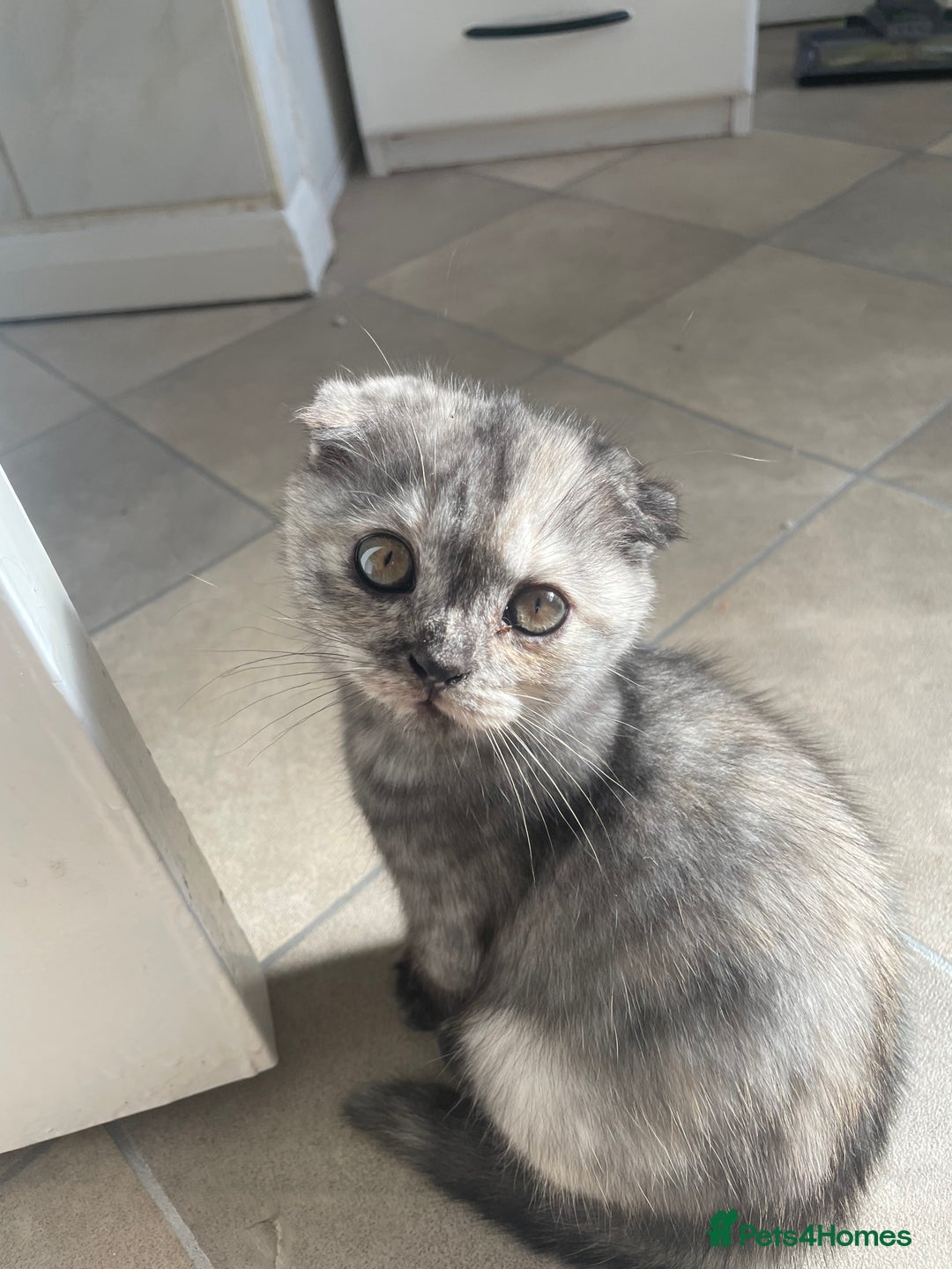 Scottish Fold cats for sale: Pedigree Scottish fold kittens for sale  - Image 8