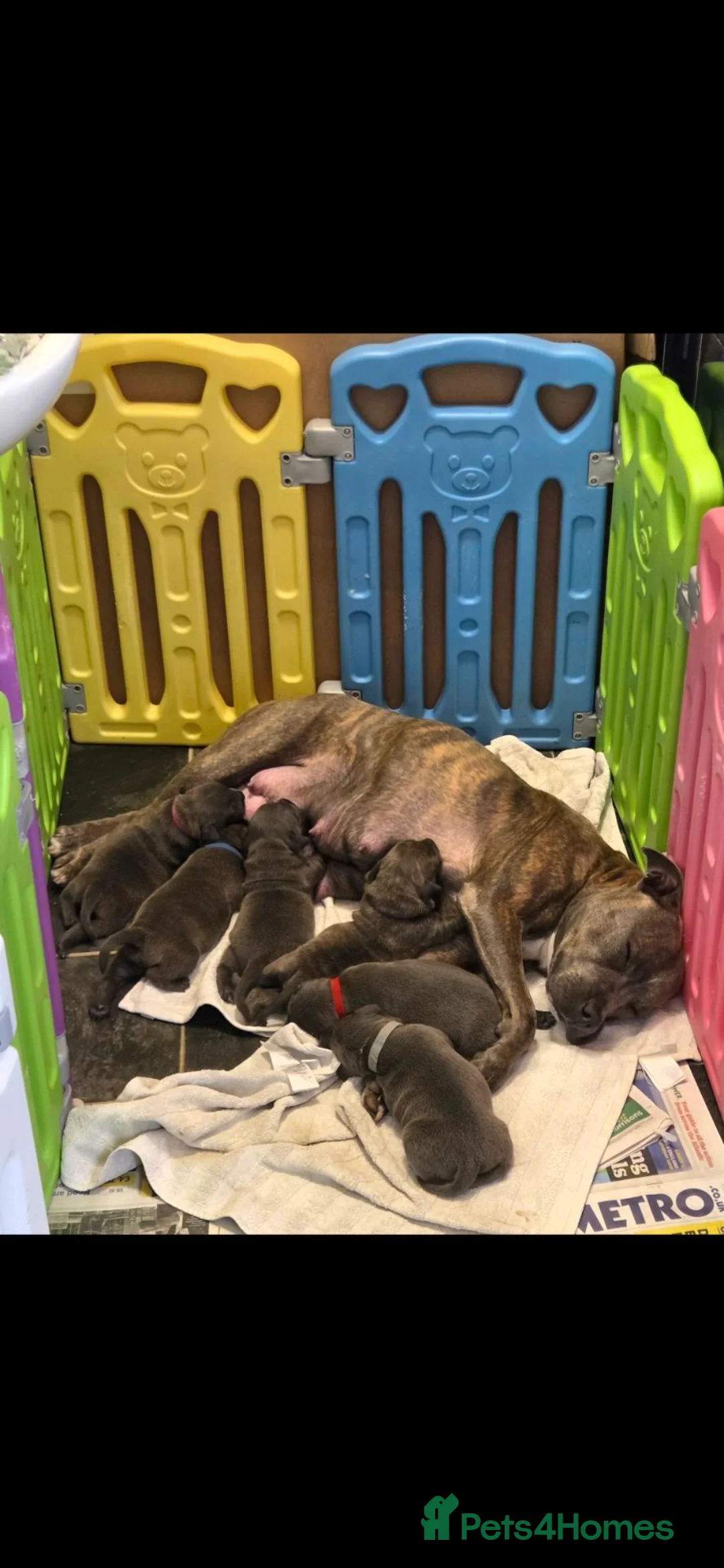 Staffordshire Bull Terrier dogs for sale: 14 week female staffy  - Advert 4