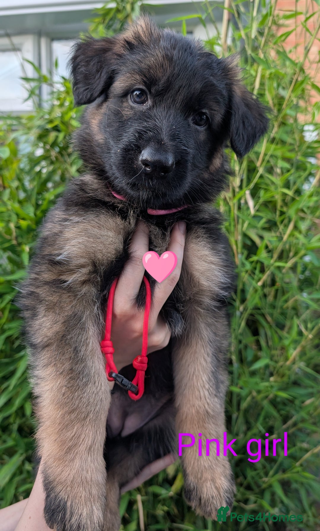 German Shepherd dogs for sale: Beautiful KC German Shepherd Puppies health tested - Image 34