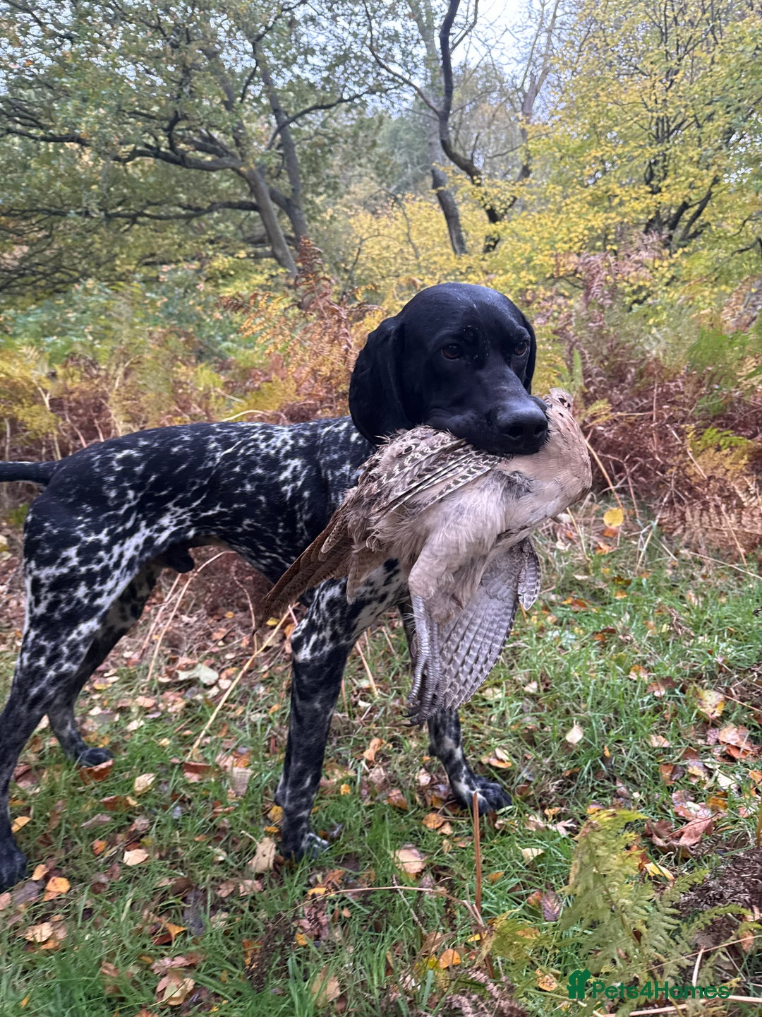 German Shorthaired Pointer dogs for stud: Exceptional lines, KC reg fully health tested stud - Advert 4