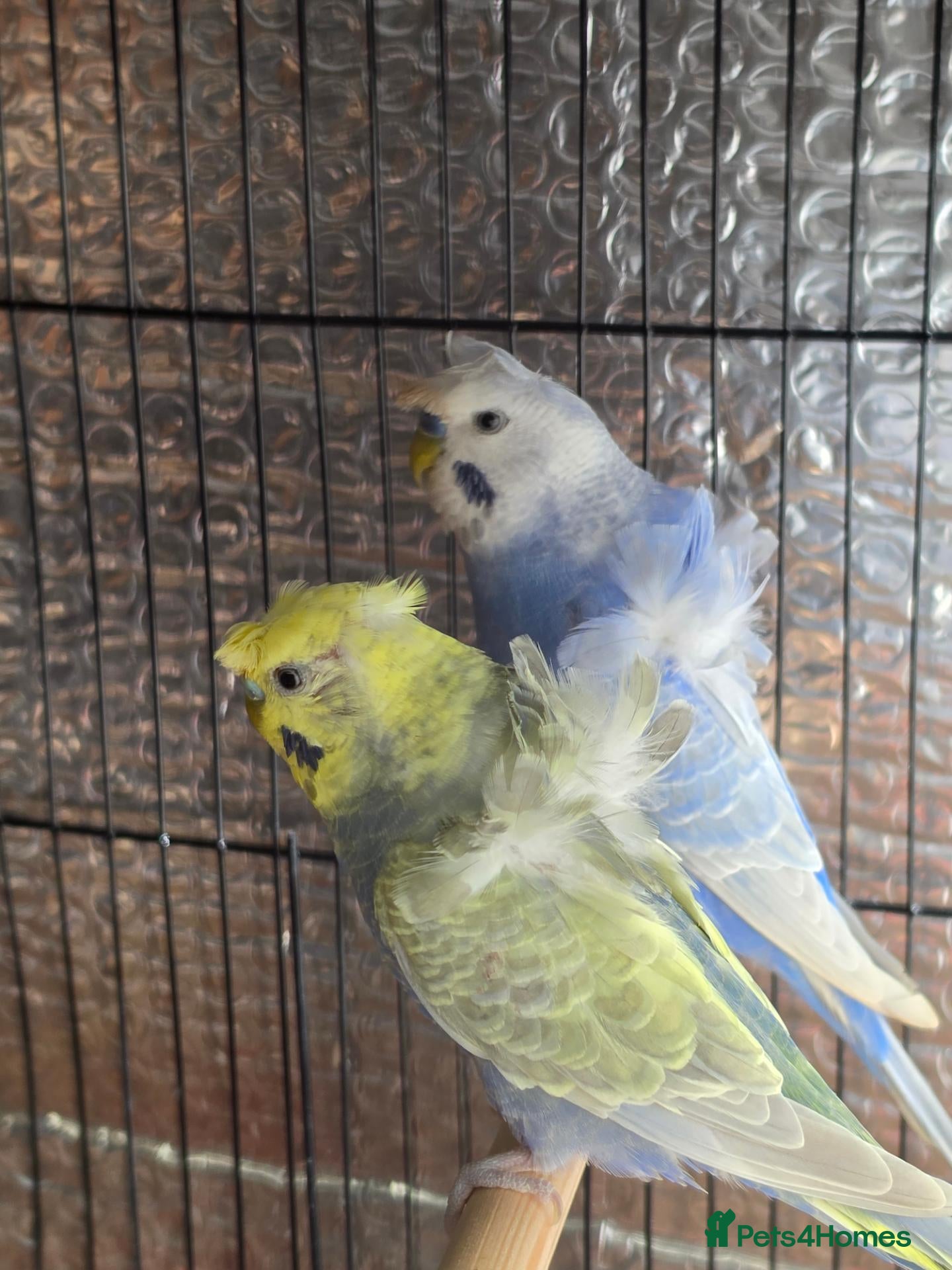 Budgerigars birds Beautiful pair of helicopter budgies  - Advert 1