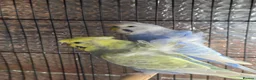 Budgerigars birds for sale: Beautiful pair of helicopter budgies  - Advert 1
