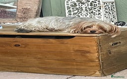 Yorkshire Terrier dogs for sale: Yorkshire terrier puppies  - Image 10