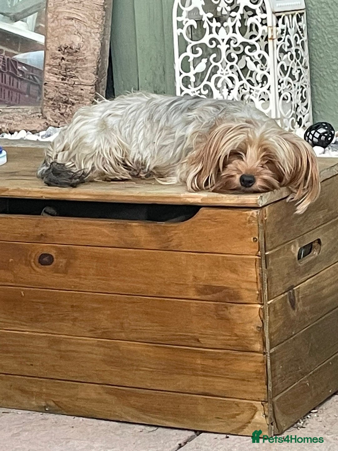 Yorkshire Terrier dogs for sale: Yorkshire terrier puppies  - Image 10