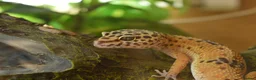 Leopard Gecko reptiles for sale: Leopard Gecko for Adoption in Northampton - Advert 1