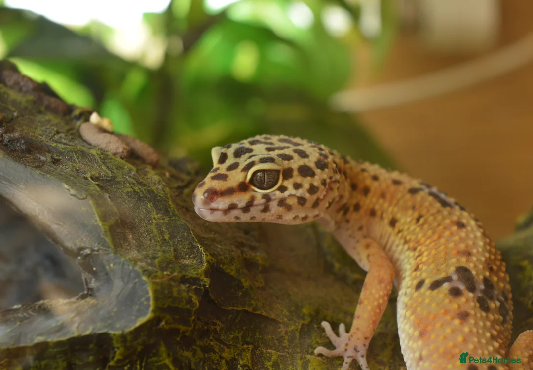 Leopard Gecko reptiles for sale: Leopard Gecko for Adoption in Northampton - Advert 1