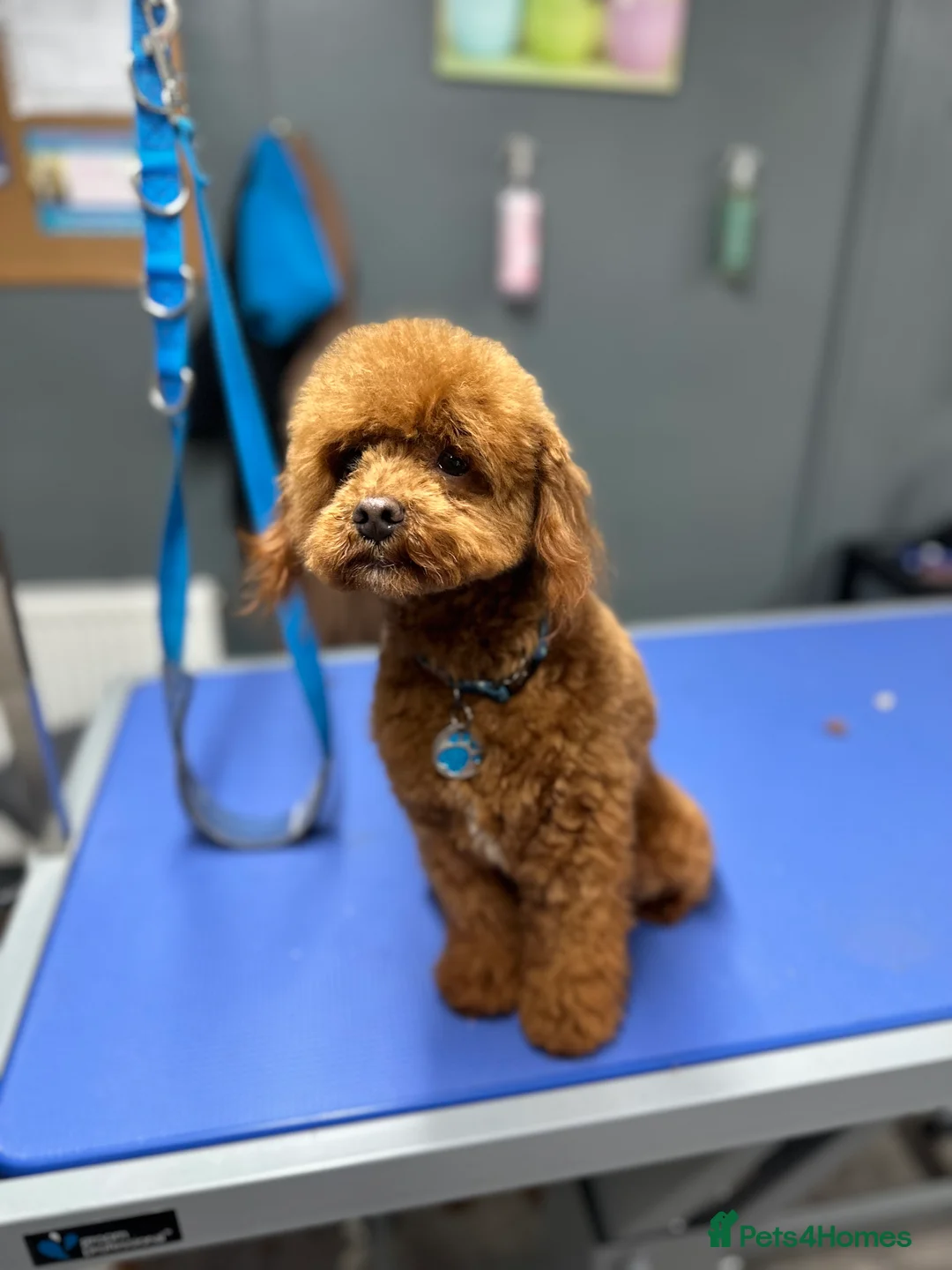 Miniature Poodle dogs for stud: Miniature poodle Kc reg pra clear tiny boy  in Ipswich - Advert 6