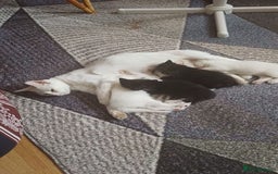 Turkish Angora cats for sale: Kitten 😺  - Image 12