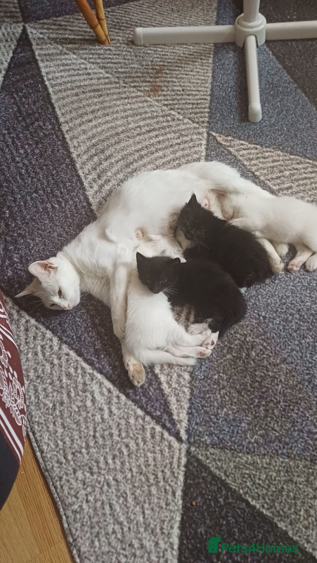Turkish Angora cats for sale: Kitten 😺  - Image 12