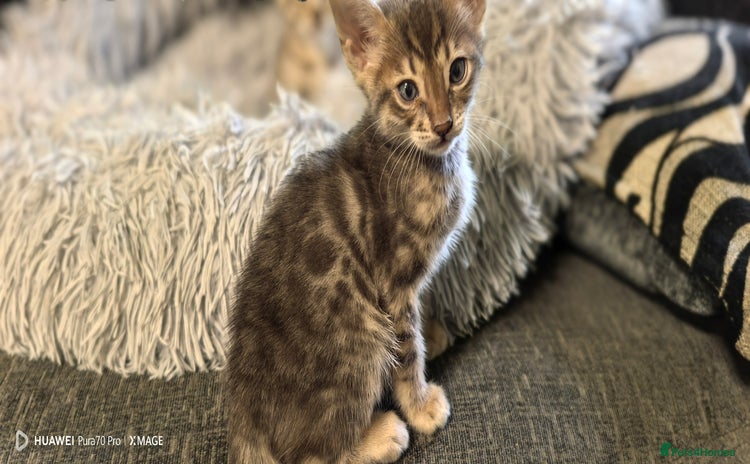 Bengal cats Silver Bengal kitten for sale  - Advert 15