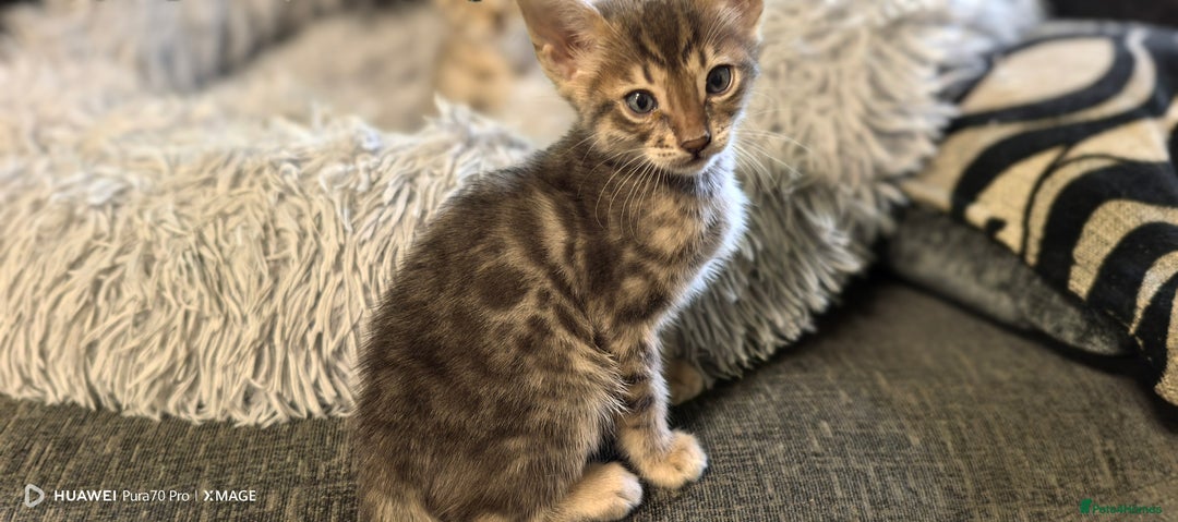 Bengal cats for sale: Silver Bengal kitten for sale  - Advert 1