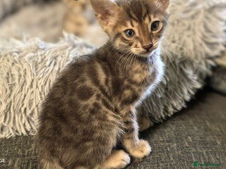 Bengal cats for sale: Silver Bengal kitten for sale - Advert 1