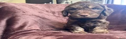 Cockapoo dogs for sale: Cockerpoo Puppies - Advert 7