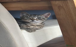 Toyger cats for sale: Tabby cross bengal  - Image 3
