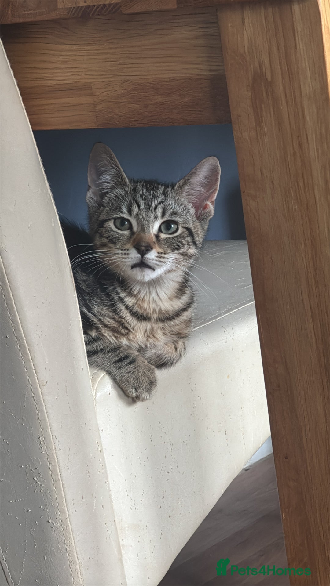 Toyger cats for sale: Tabby cross bengal  - Image 3
