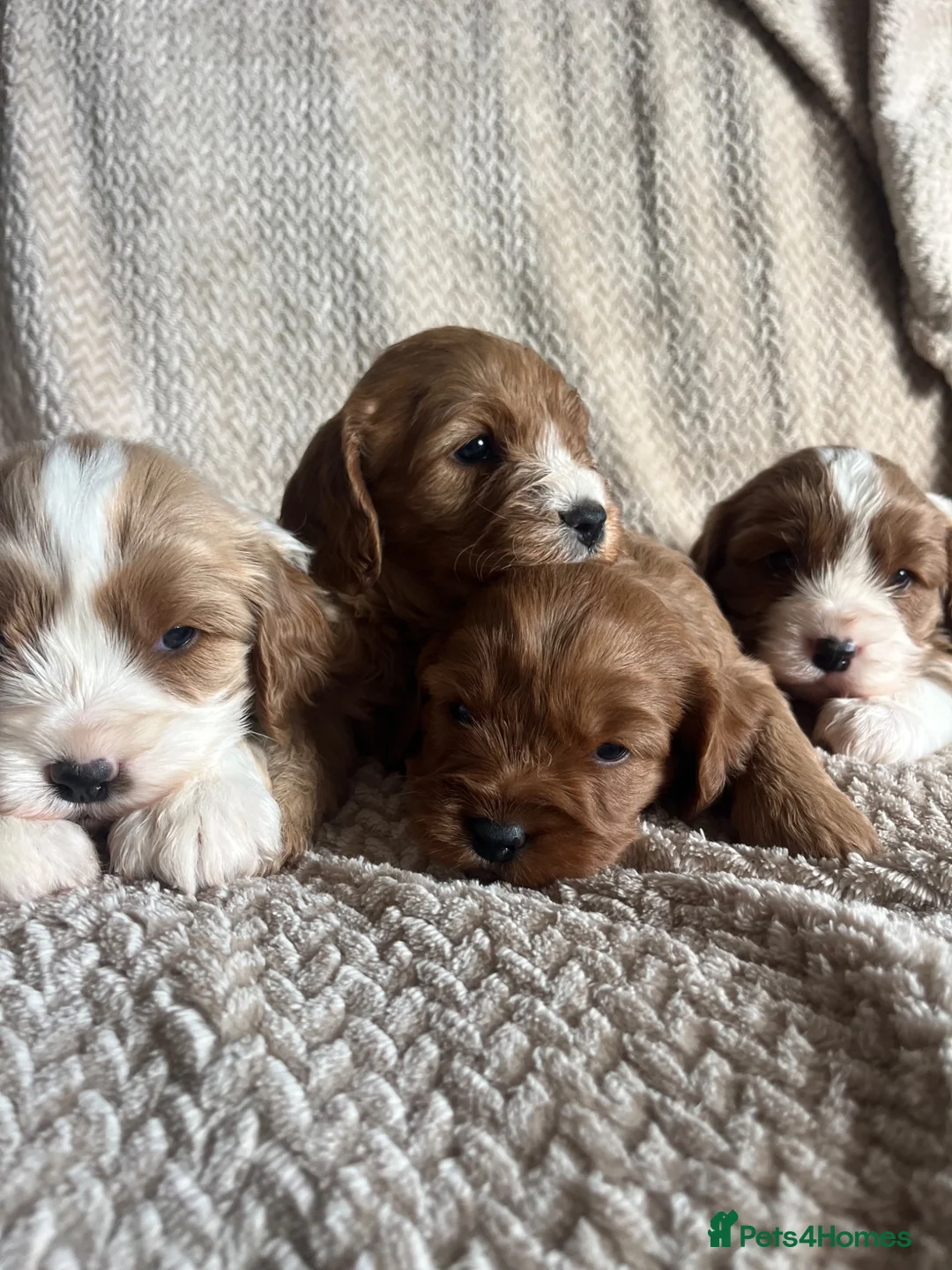 Cavalier King Charles Spaniel dogs for stud: STUNNING KC REG/DNA/HEART TESTED KING CHARLES CAV - Advert 2