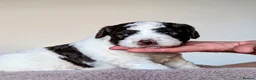 Spanish Water Dog dogs for sale: Spanish water dog  - Advert 35