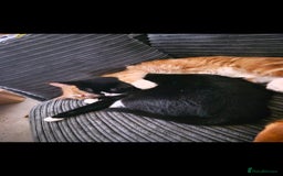 Maine Coon cats for sale: 3 cats looking for a loving home - Image 7