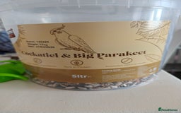 Parakeets birds for sale: Lineolated parakeets 1 male 1 female - Image 12