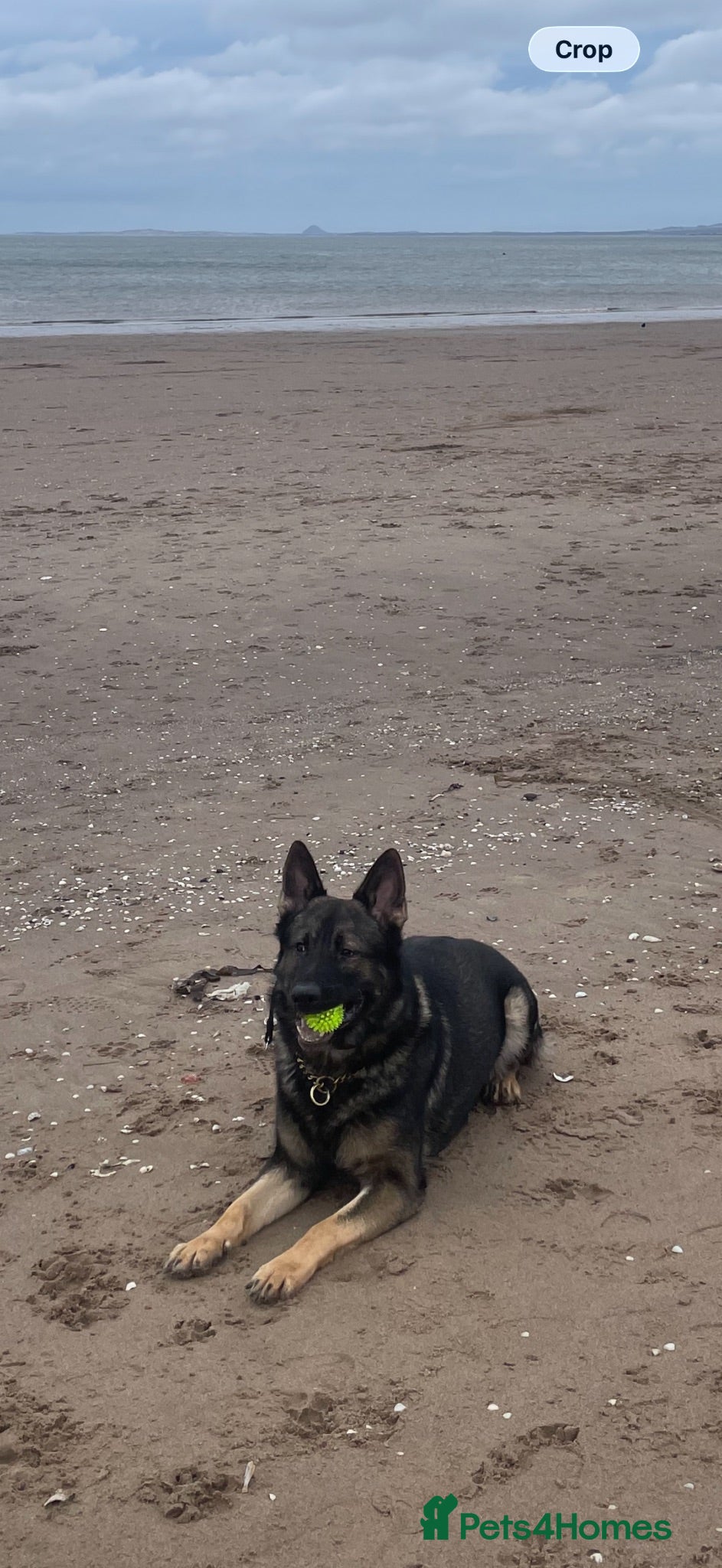 German Shepherd dogs Dog for stud  - Advert 2