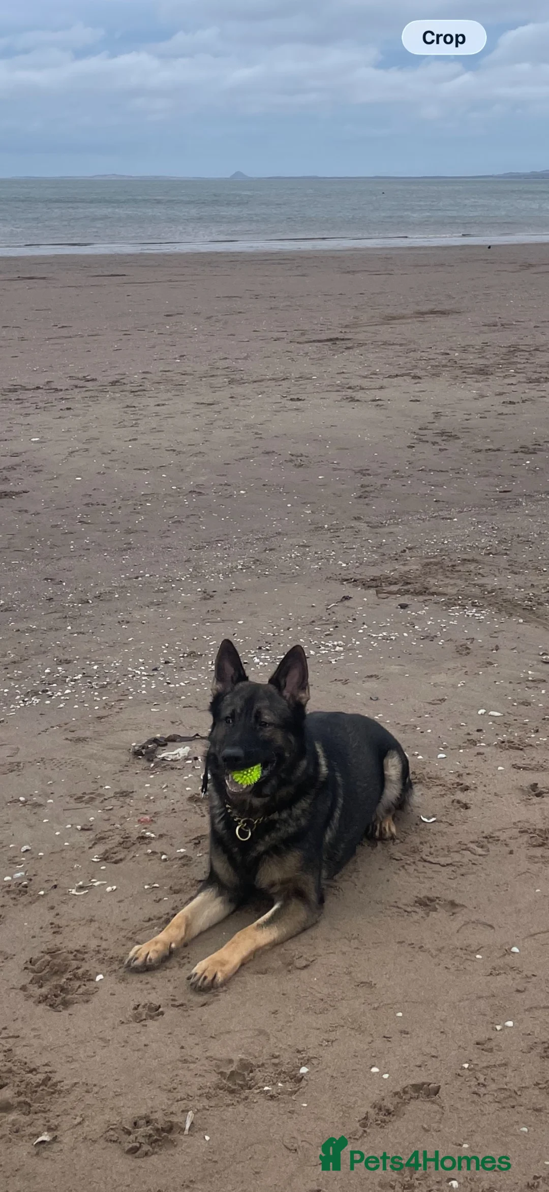 German Shepherd dogs for stud: Dog for stud  in Stevenage - Advert 2