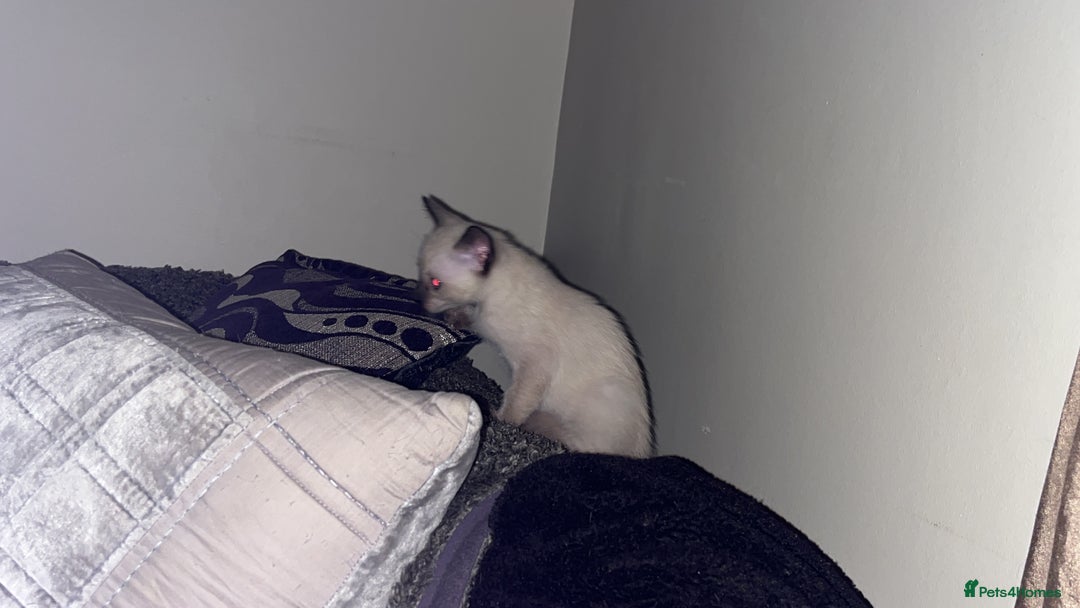 Siamese cats for sale: Siamese kittens wanting new slaves - Image 1