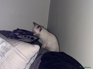 Siamese cats - Advert 6