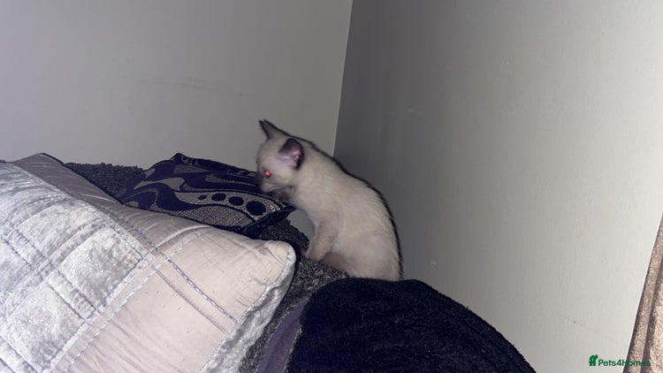 Siamese cats - Advert 4